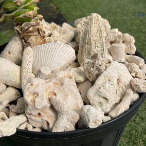 サンゴ砂利 3.5kg 珊瑚 化粧石 マルチング 石の詳細画像5