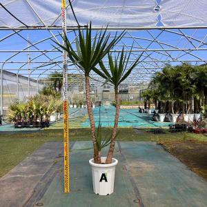 ユッカ エレファンティペス 4頭 ドライガーデン ロックガーデン