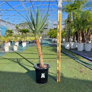 観葉植物 大型 特殊 ソテツ(分岐増殖) 10号鉢 高さ約126cm 管理