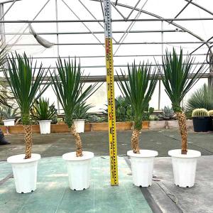 ユッカアロイフォリア⭐︎バリエガータ⭐︎斑入り⭐︎ 希少⭐︎発根済⭐︎ 送料1/2】ユッカ アロイフォリア バリエガータ(IDG) 5号9入り