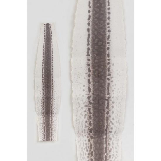 ヘビ革/Python サイズ：27.59deci