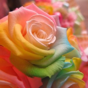 プリザーブドフラワー 花束 プロポーズ バラ ...の詳細画像2