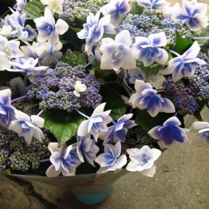 あじさい 母の日 花 鉢植え ガクアジサイ 青 コンペイトウ...