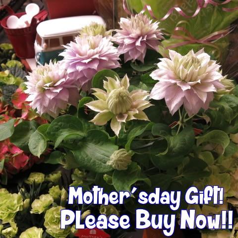 クレマチス 母の日 花鉢 クレマチス 淡紫 母の日期間限定商品
