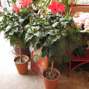 父の日プレゼント　花　花鉢　ハイビスカス　ハイビスカス（スタンド仕立て）