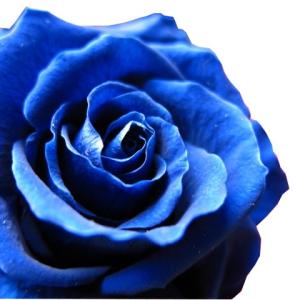 青バラ プロポーズ 100本 花束 プリザーブ...の詳細画像1