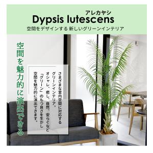 フェイクグリーン 大型 アレカヤシ 180cm...の詳細画像3