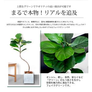 フィカス バンビーノ 150cm フェイクグリ...の詳細画像2