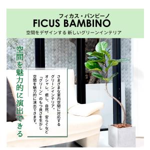 フィカス バンビーノ 150cm フェイクグリ...の詳細画像4