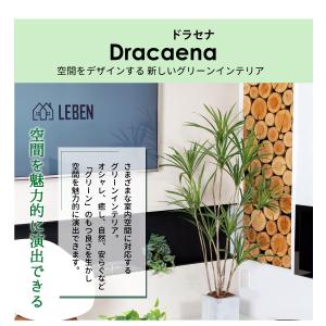 ドラセナ 150cm フェイクグリーン 大型 ...の詳細画像4