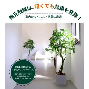 フェイクグリーン パキラ 150cm 観葉植物...の詳細画像5