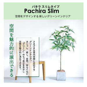 フェイクグリーン 大型 パキラ スリムタイプ ...の詳細画像3