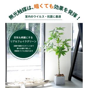 フェイクグリーン 大型 パキラ スリムタイプ ...の詳細画像5