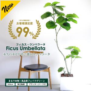 人工観葉植物/180cmナチュラルフィカスツリー/インテリア 人工観葉植物/180cmナチュラルフィカスツリー/インテリア
