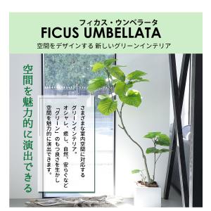 フェイクグリーン フィカス ウンベラータ 70...の詳細画像4