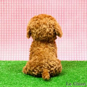 トイプードルのぬいぐるみ お座り(スターチャイ...の詳細画像3