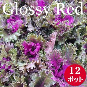 葉牡丹 プラチナケールの商品一覧 通販 Yahoo ショッピング