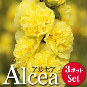 宿根草 花苗 アルセア タチアオイ チャターズダブル イエロー 3.5号 3ポットセット｜lee-green