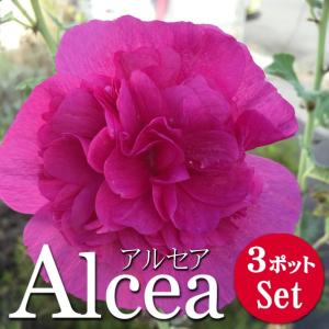 宿根草 花苗 アルセア タチアオイ チャターズダブル バイオレット 3.5号 3ポットセット｜lee-green