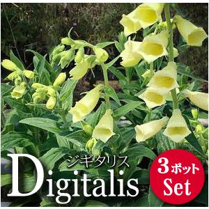 宿根草 ジギタリス 花苗 クリームベル 3 5号 3ポットセット 0121 Lee Green 通販 Yahoo ショッピング