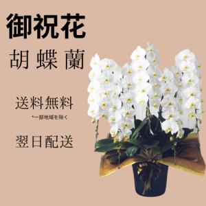 胡蝶蘭5本立て お祝い 花 ギフト 誕生日 フラワーアレンジメント 花束 送料無料 翌日配達 あすつく対応 プレゼント メッセージカード付き