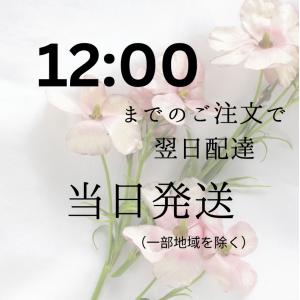胡蝶蘭5本立て お祝い 花 ギフト 誕生日 フ...の詳細画像5