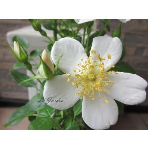 【淡雪（新苗）】クリームホワイトのつるバラ（四季咲き）シュラブ・修景