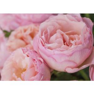 バラ 杏の商品一覧 通販 Yahoo ショッピング