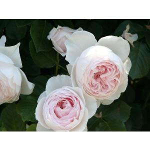 カップ咲き つるバラ 花の苗 の商品一覧 苗 花 ガーデニング 通販 Yahoo ショッピング