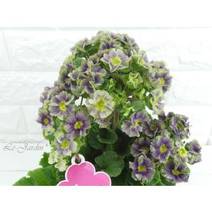 プリムラ オブコニカ 苗 の商品一覧 花 ガーデニング 通販 Yahoo ショッピング