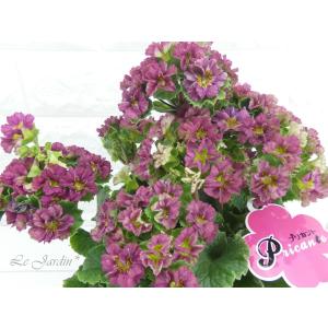 プリムラ オブコニカ 苗 の商品一覧 花 ガーデニング 通販 Yahoo ショッピング