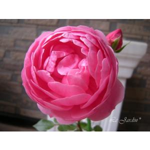 カップ咲き つるバラ 花の苗 の商品一覧 苗 花 ガーデニング 通販 Yahoo ショッピング