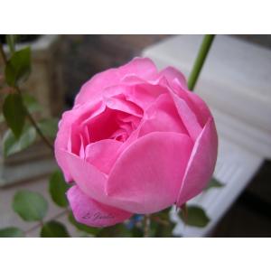 カップ咲き ロゼット咲き 花の苗 の商品一覧 苗 花 ガーデニング 通販 Yahoo ショッピング