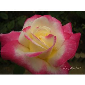 バラ 苗 ダブル デライトの商品一覧 通販 Yahoo ショッピング