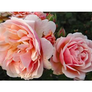 カップ咲き つるバラ 花の苗 の商品一覧 苗 花 ガーデニング 通販 Yahoo ショッピング