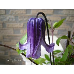 クレマチス インテグリフォリア系の商品一覧 通販 Yahoo ショッピング