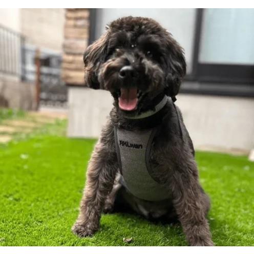 RKLwanサポーター 小型・中型犬用 グレー L