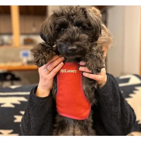 RKLwanサポーター 小型・中型犬用 レッド S