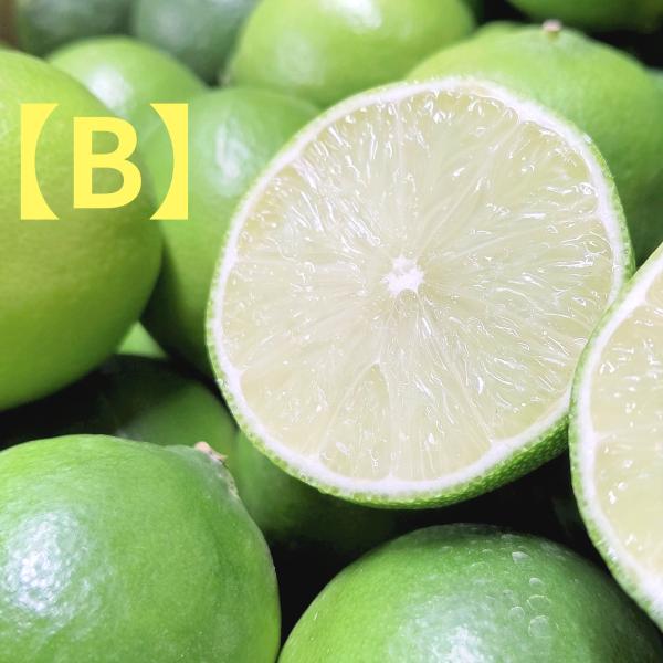 広島県尾道市瀬戸田町産　ライム　5kg　【わけあり】【国産ライム】