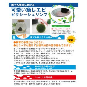 初心者安心パック(必要備品5点+ピクシーシュリ...の詳細画像5