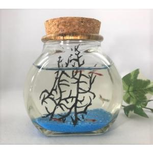 ピクシーシュリンプ 飼育セットの商品一覧 通販 Yahoo ショッピング