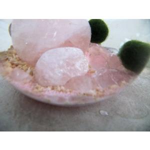 まりも-ローズクオ-ツ入りの詳細画像1