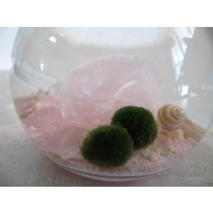まりも-ローズクオ-ツ入りの詳細画像2