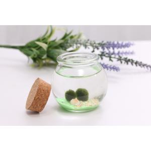 まりもの商品一覧 通販 Yahoo ショッピング