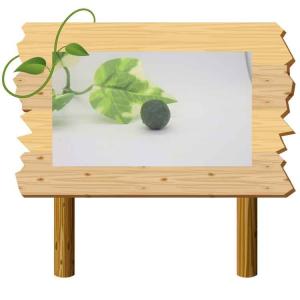 まりも Sサイズ2個 Lサイズ1個 計3個 直径約1cm、2cm マリモ 毬藻 植物