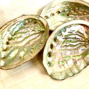 国産【 アバロン シェル 】9cm~10cm ...の詳細画像1