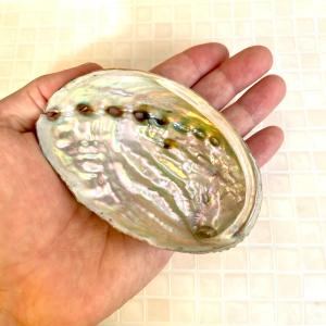 国産【 アバロン シェル 】9cm~10cm ...の詳細画像2