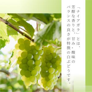 爆買 敬老の日 ギフト スイーツ チーズケーキ...の詳細画像2