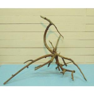 流木根　何かに見えそうな流木素材　j15　国産流木素材　インテリア店舗ディスプレイオブジェ　アクアリ...