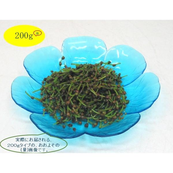 秋のおつな味...山形県最上峡舟下りの里〜新鮮天然朝取りご予約山菜 赤ミズ [ ミズの実・ミズタマ・...